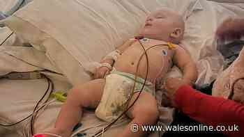 Mum says baby's life saved after dog 'wouldn't leave his side'