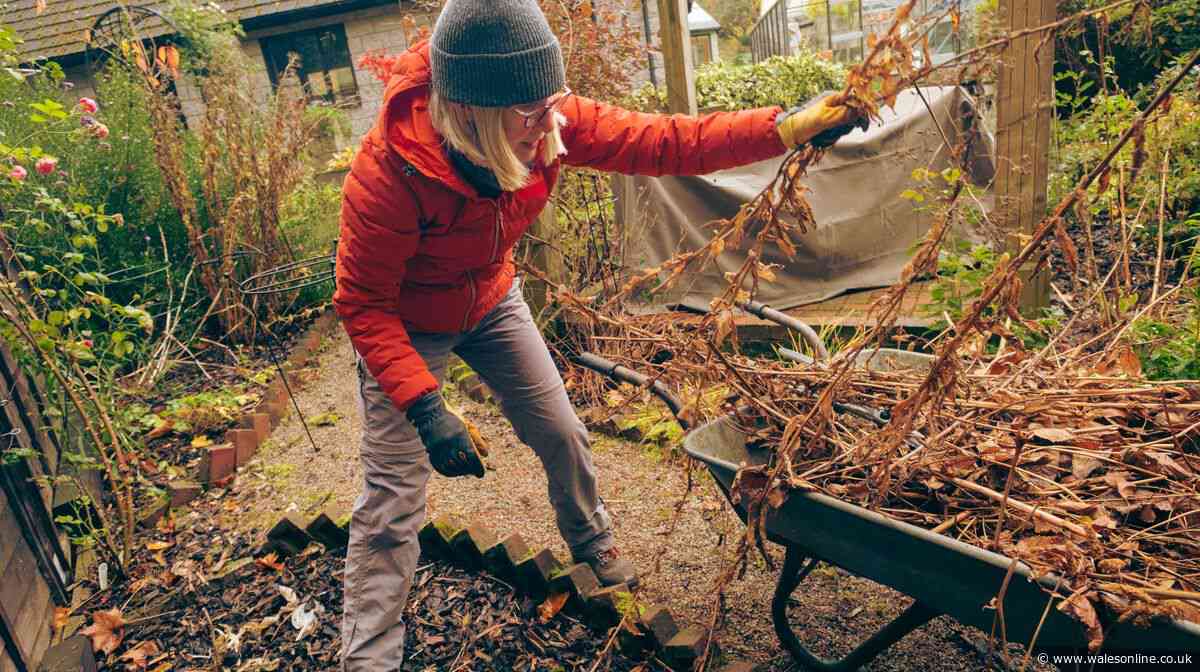 Essential November gardening jobs to beat the freeze - plus one plant to start for Christmas blooms