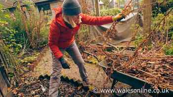 Essential November gardening jobs to beat the freeze - plus one plant to start for Christmas blooms