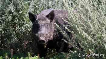 How drones and DNA testing are being used to hunt down invasive wild pigs in Manitoba