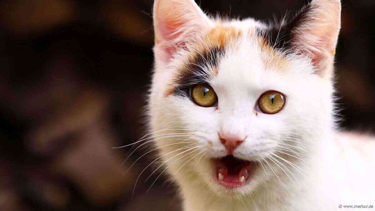 Miau, schnurr, fauch: Was Ihre Katze Ihnen mit diesen 11 Lauten sagen will