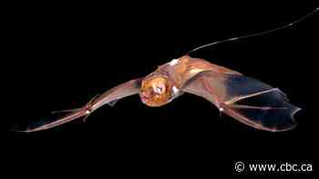 Wind turbines have scary impacts on bats. Here's what can be done