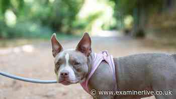 New banned dog breed law comes into force on Sunday
