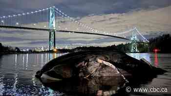 Dead humpback whale that was struck by ferry towed to First Nation for ceremony