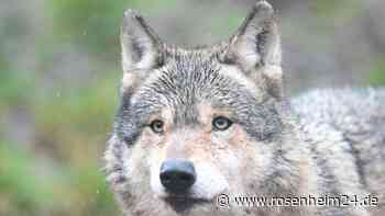 Wolf schlug im Chiemgau zu: Landesamt bestätigt Riss in Aschau