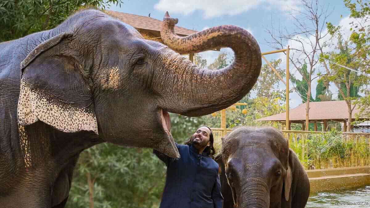 Von der Manege zur Heilung: Das Schicksal dreier traumatisierter Elefanten