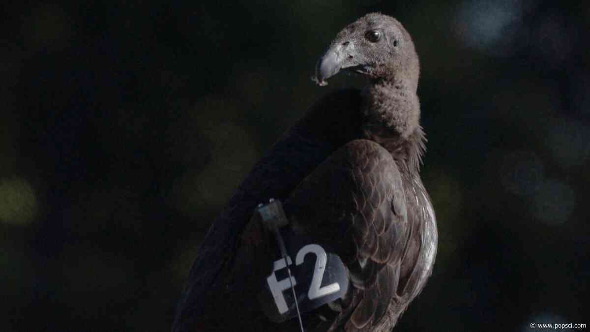 Seven young condors released in northern California