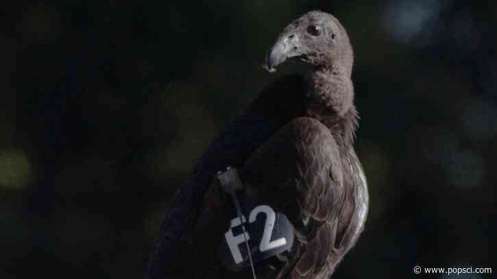 Seven young condors released in northern California