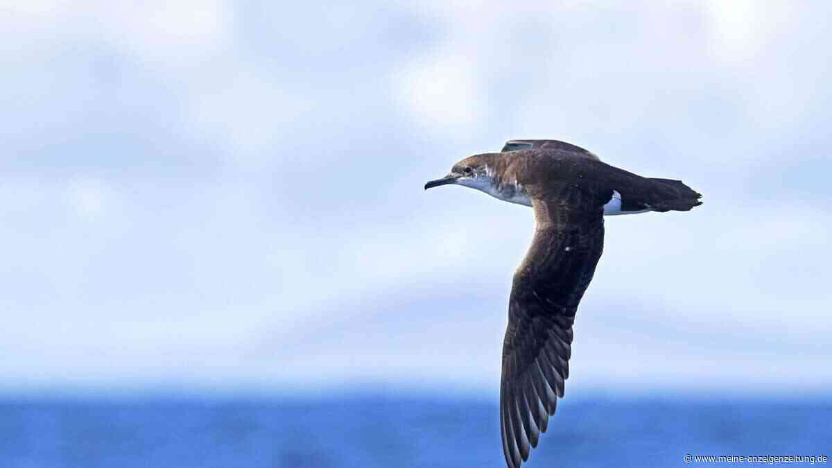 Seevögel leiden auf langen Flugrouten über den Atlantik unter Jetlag