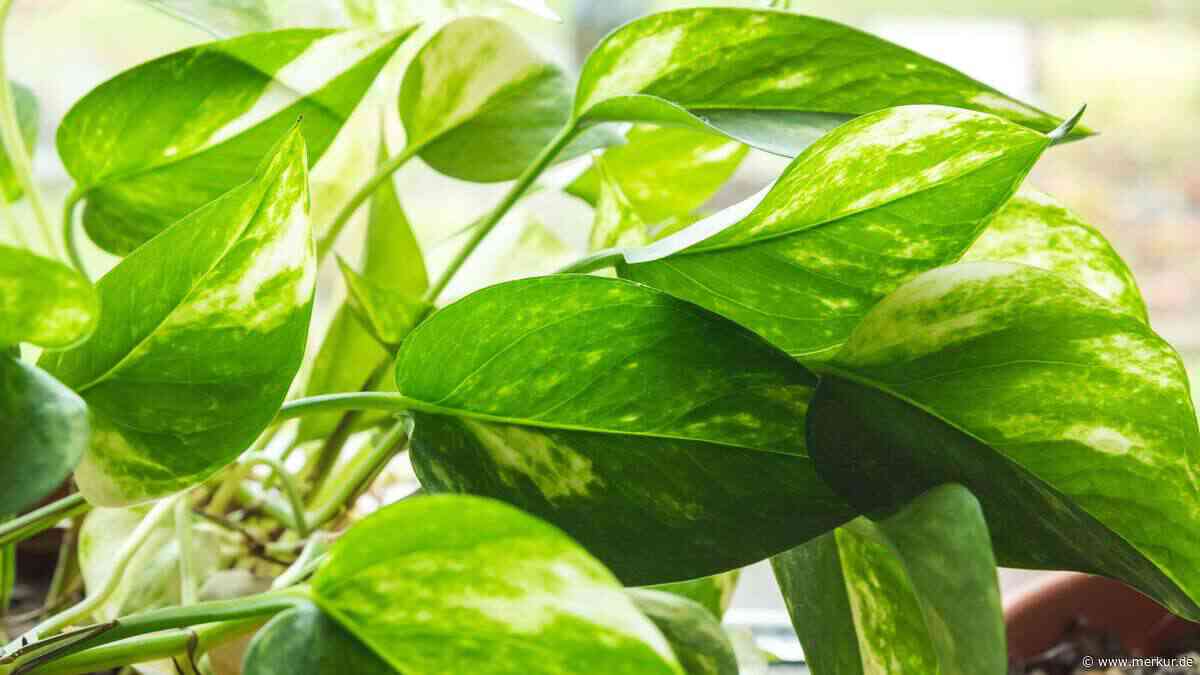 Sieben Zimmerpflanzen, die schnell wachsen und Ihr Zuhause mit Farbe füllen