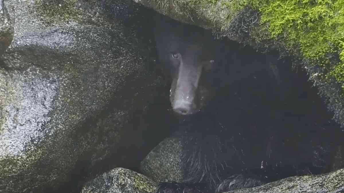 Male black bear ‘Nugget’ wins Introvert Award for his adorable hiding technique