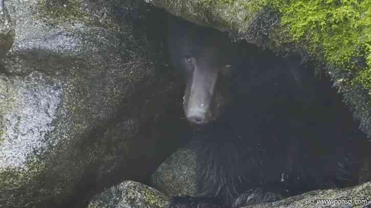 Male black bear ‘Nugget’ wins Introvert Award for his adorable hiding technique