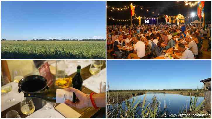 Un weekend d’autunno tra vino, natura e bicicletta: alla scoperta dell’entroterra di Caorle, tra cantine storiche, vigneti sotto il livello del mare e percorsi ciclabili nella laguna