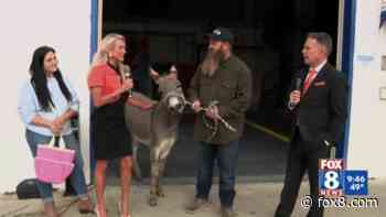 Local social media star 'Walt the donkey' known for his 'hee haw' comes to FOX 8