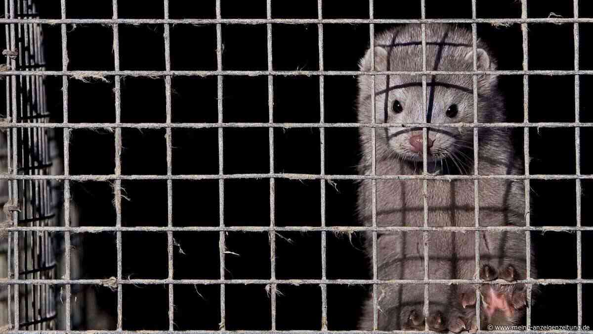 Pandemie-Sorge: Vogelgrippe breitet sich auf Säugetiere aus