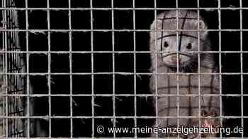 Pandemie-Sorge: Vogelgrippe breitet sich auf Säugetiere aus
