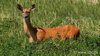 Parts of Dundas Valley Conservation Area to close for Haudenosaunee deer harvest