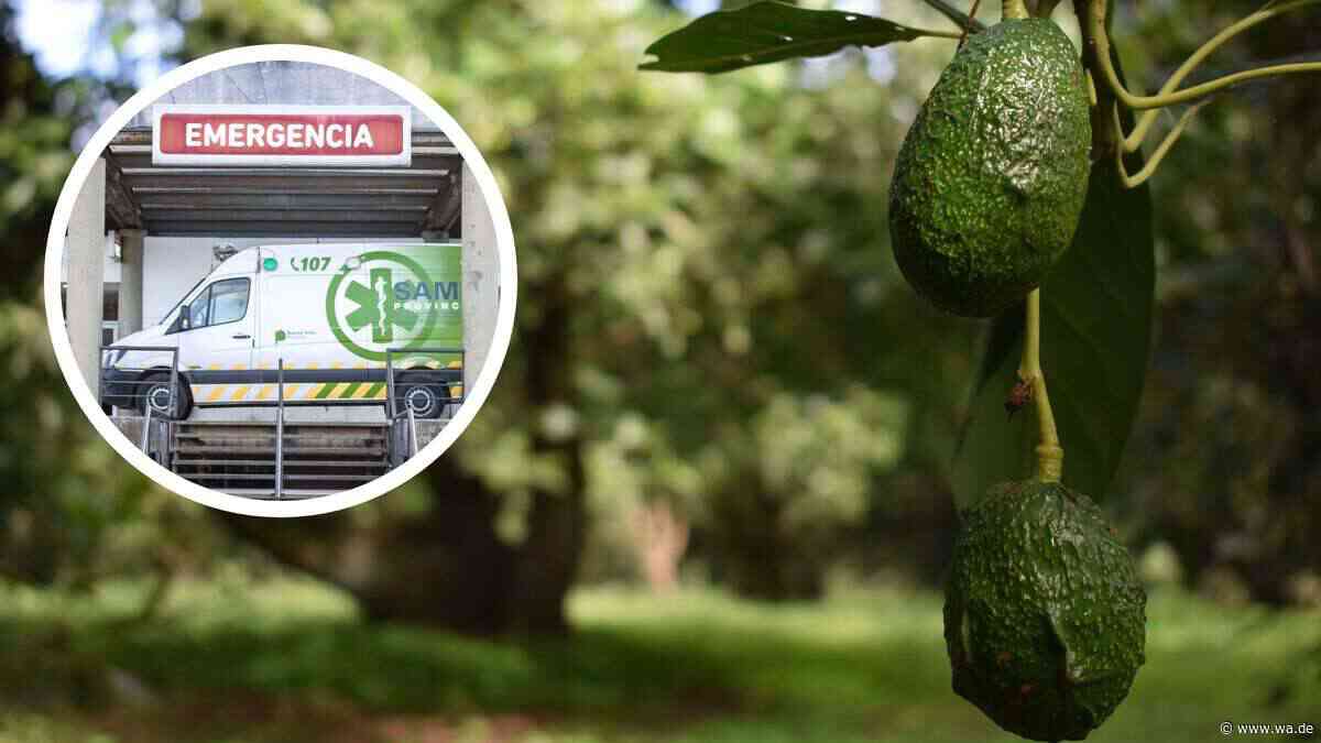 Baby stirbt nach Avocado-Unfall: Mutter wirft Behörden Versäumnisse vor