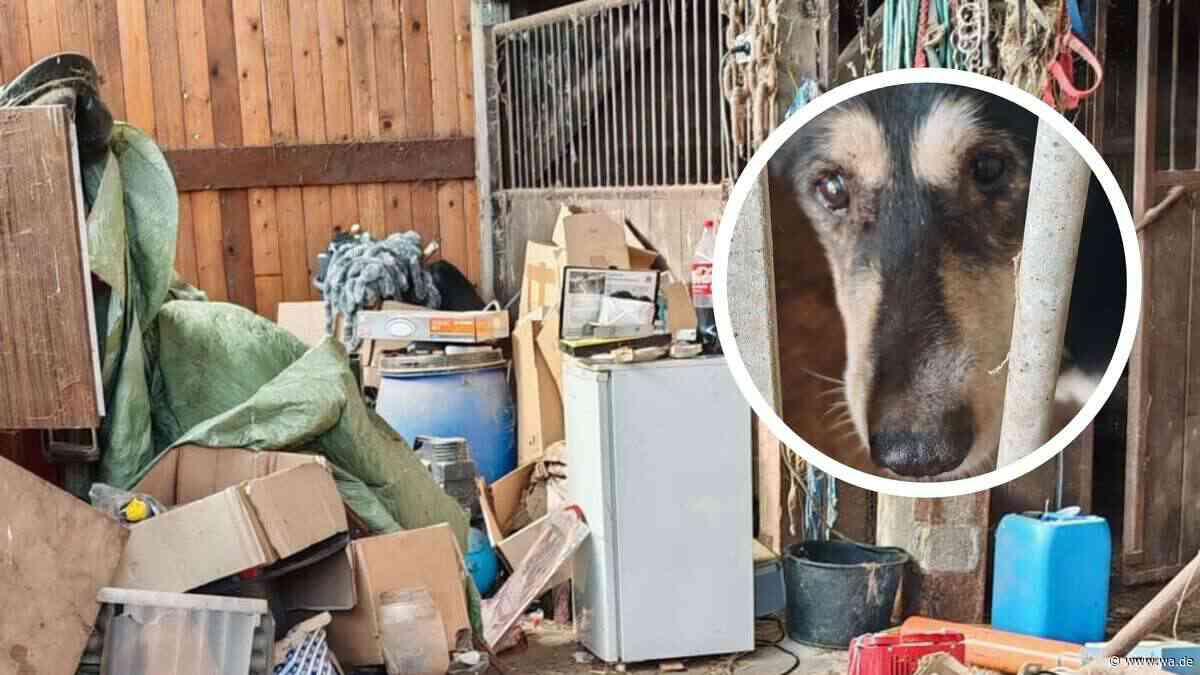 „Das Schlimmste, das ich bislang so erlebt habe“: Verwahrloster Hund in Verschlag gefunden