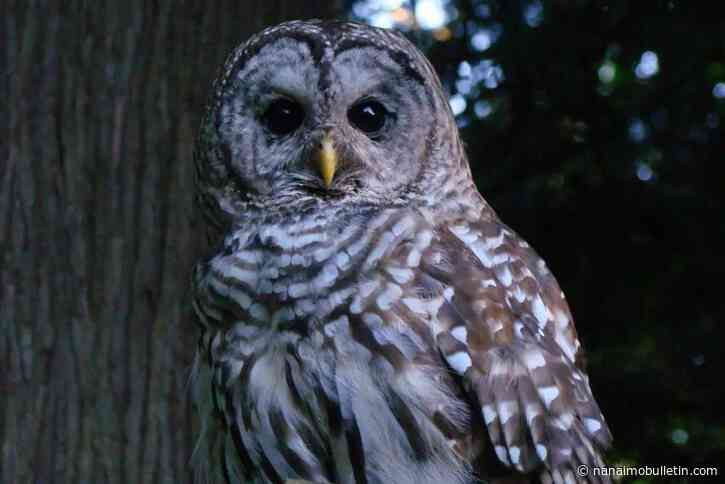 Victoria owl attacks spark safety warning