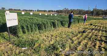 Hybrid wheat offers 'holy grail' benefits but at a cost | Down to Earth