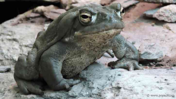 Psychedelic nasal spray treats depression with toad-inspired goo