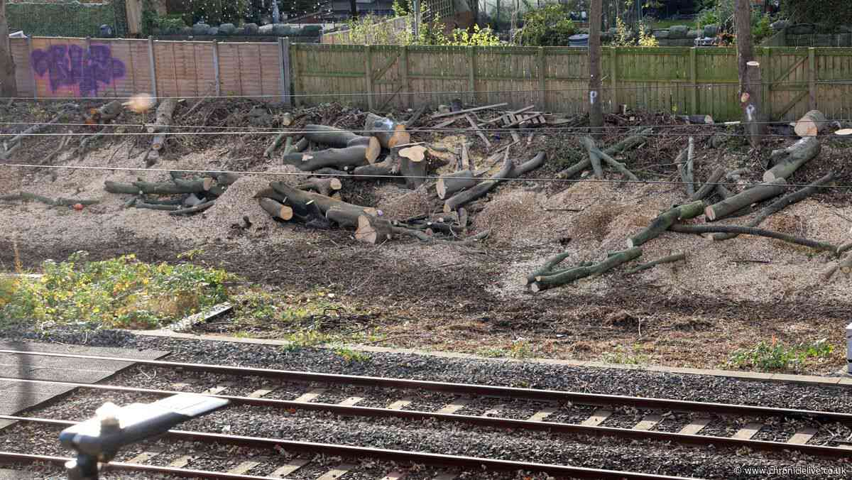 Anger as Cullercoats tree works cause sleepless night for residents living near Metro line