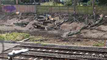 Anger as Cullercoats tree works cause sleepless night for residents living near Metro line