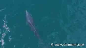 Couple recounts moment they saw dolphin struggling in North Bay Village, leading to rescue