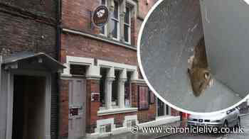 Ex-owner of North East restaurant fined £6,000 after rats found on the premises again