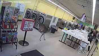 VIDEO: Deer smashes into customer, crashes through window at North Carolina laundromat
