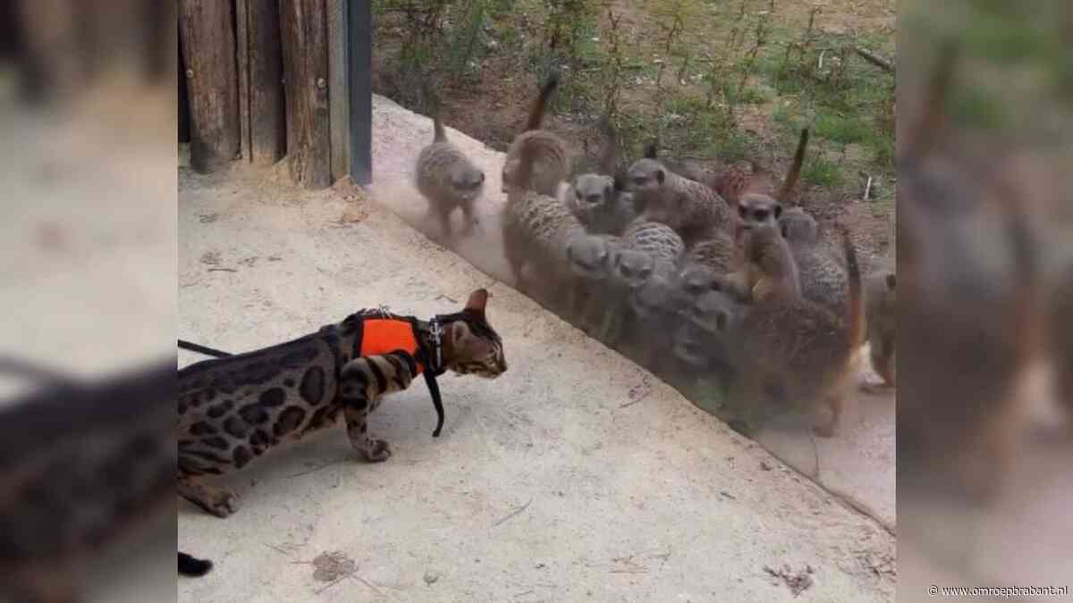Beekse Bergen baalt van beelden van Bengaalse kat: 'Verwijder deze video'