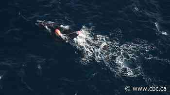 Entangled right whale spotted in Gulf of St. Lawrence