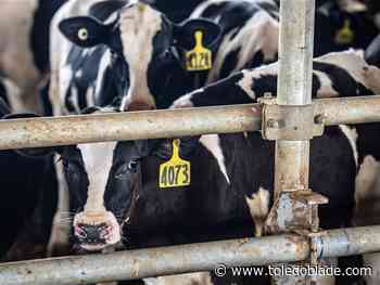 State AG’s case against Schmucker cattle operation ends with $100,000 fine