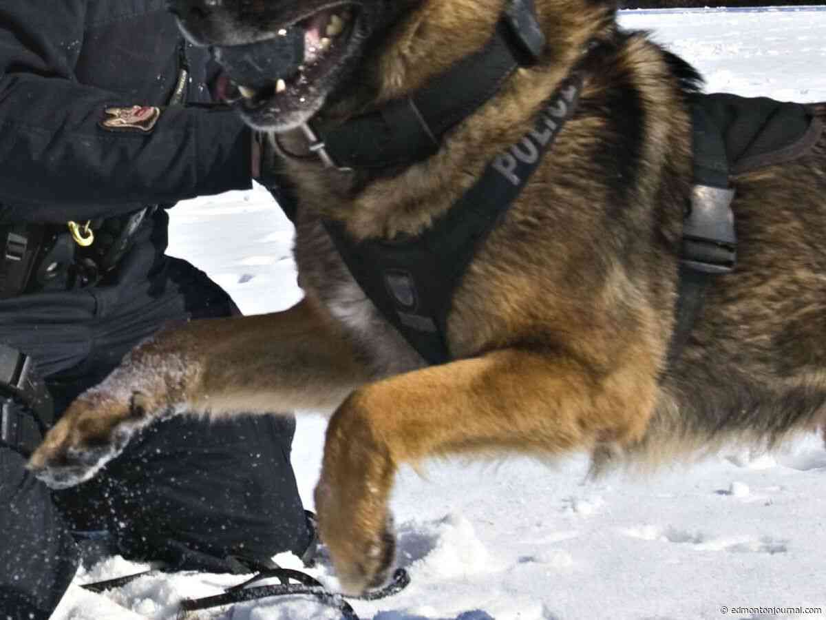 Dog bite injury during Edmonton police arrest under investigation