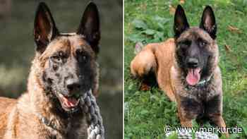 Besitzer musste ihn „schweren Herzens abgeben“: Schäferhund Chiko sucht neues Zuhause