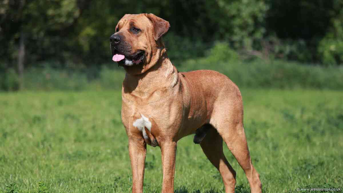 Brand new dog law parents and carers should be aware of comes into force this weekend