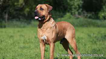 Brand new dog law parents and carers should be aware of comes into force this weekend