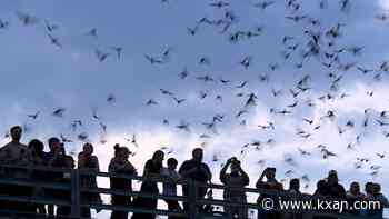 Nocturnal neighbors: Austin Bat Refuge busts common misconceptions