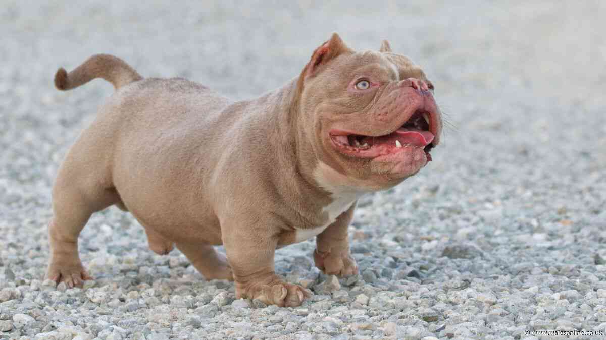 Dog owners have hours to act ahead of November 1 law change