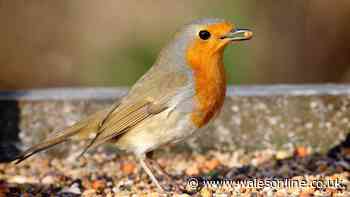 Autumn birds will visit your garden if 2 food items are placed outside in November