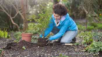 Five garden jobs to do now before the first November frost hits