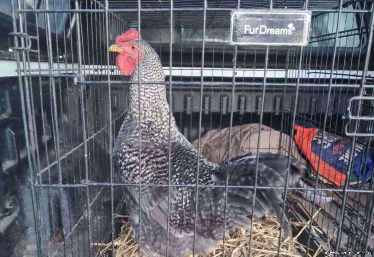 Cockerel forced out of village after mysterious noise complaint