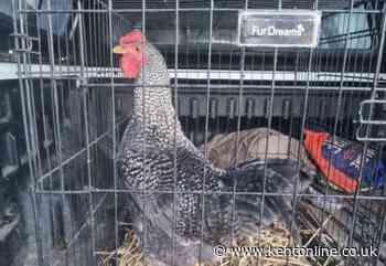 Cockerel forced out of village after mysterious noise complaint