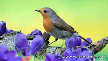 Attract robins to gardens in November by placing 1 fruit outside your home