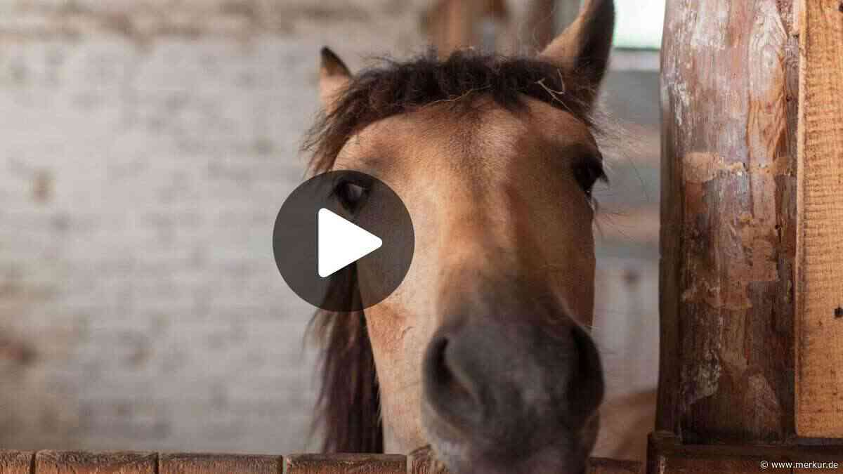 Wie viel Platz braucht ein Pferd wirklich? Diese Faustregel sollten Halter kennen