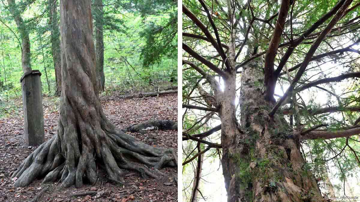 Einmaliger Wald in Oberbayern: Für Kelten und Germanen war hier der Eingang ins Totenreich