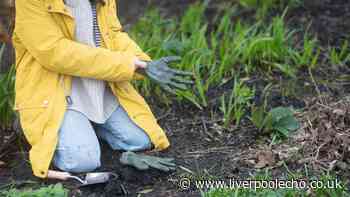 Gardeners urged to do 5 tasks now before first November frost