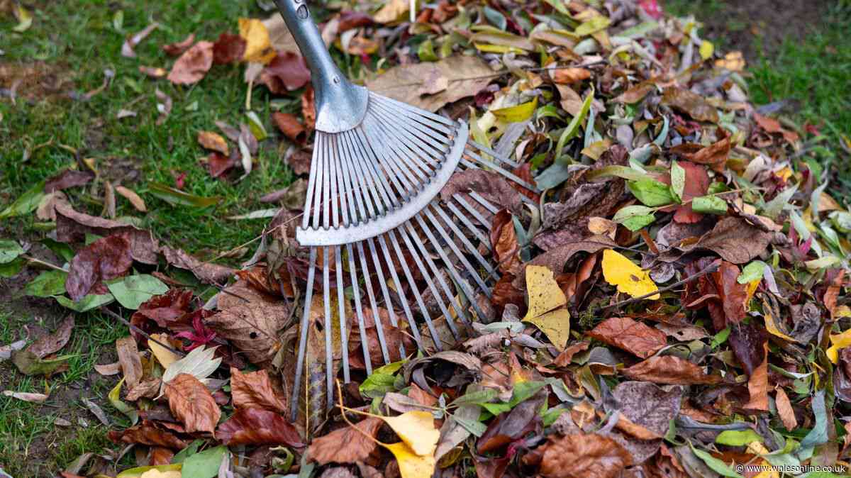 Can I get my neighbour to clear up fallen leaves from their trees? Lawyers explain
