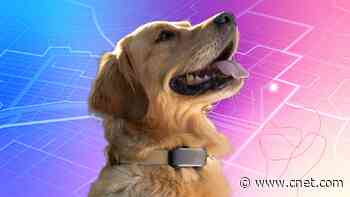 Does Your Pet Really Need a Smart Collar? Veterinarians Weigh In